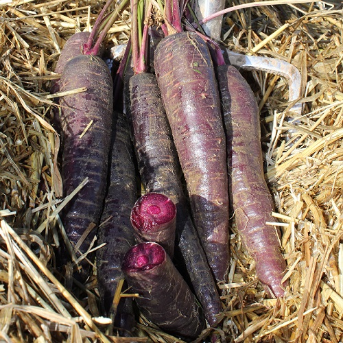 Purple carrot hotsell